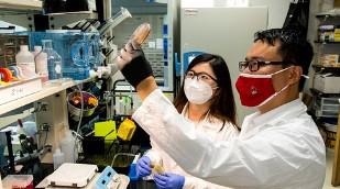 Jiangchao Zhao, associate professor of animal science, right, and post-doc researcher Xiaofan Wang examine plates of bacterial colonies from swine gut microbiomes. 